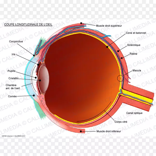 人眼结膜解剖矢状面眼