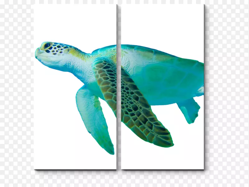 甲鱼海龟绿海龟-海龟