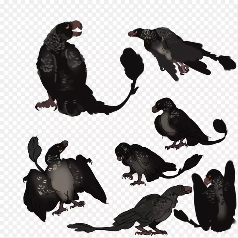 鸟喙动物群，加利亚形目，野生动物乌鸦-卡梅