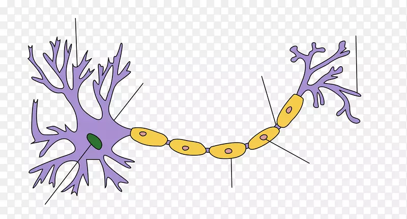 下运动神经元胞体上运动神经元-脑
