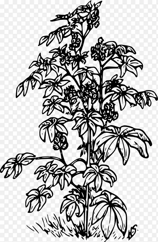 蓖麻植物蓖麻油夹艺术-植物