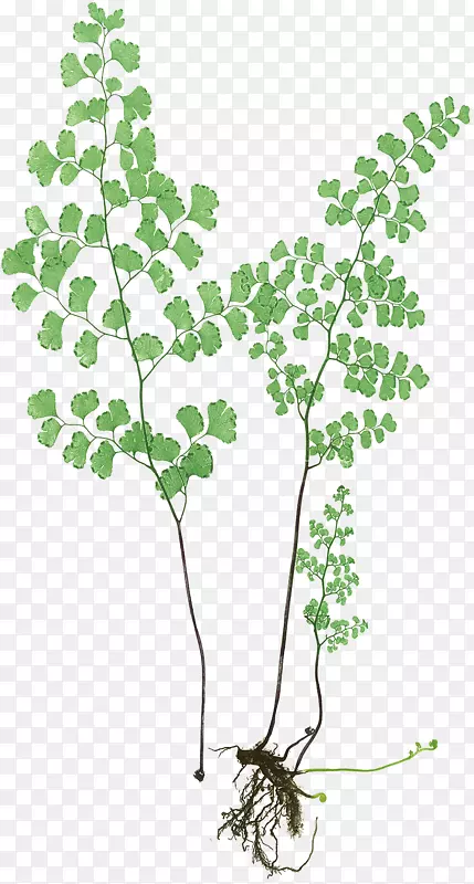 植物插画艺术-小枝铁线蕨