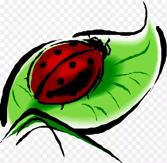 瓢虫摄影剪贴画-甲虫