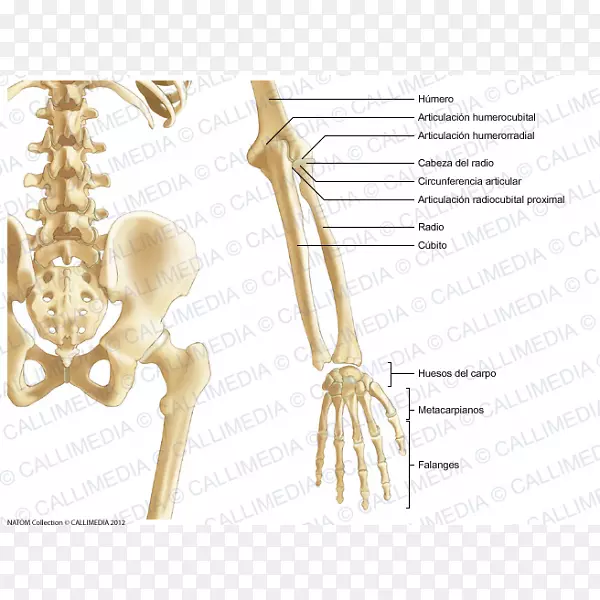 骨盆骨前臂解剖人体骨骼