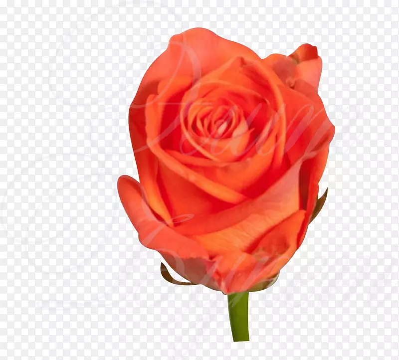 花园玫瑰乌拉尔斯卡亚罗扎花束-花束