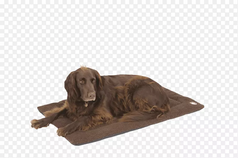 博伊金猎犬爱尔兰赛特犬繁殖毛毯超级狗