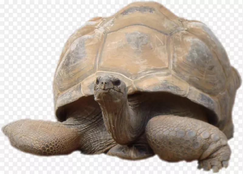 龟陆生动物塘龟混合性别龟