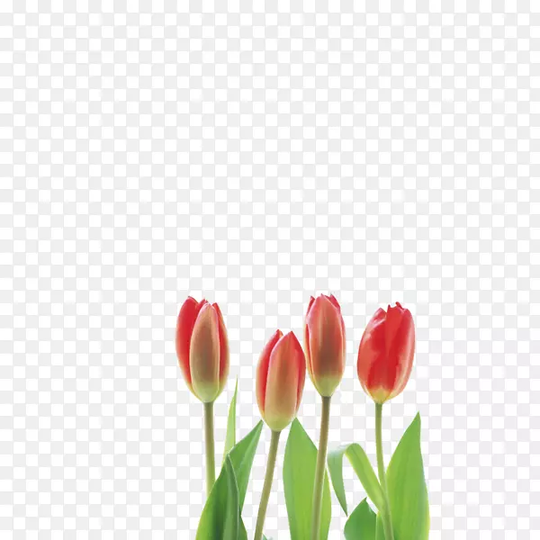 郁金香切花-郁金香