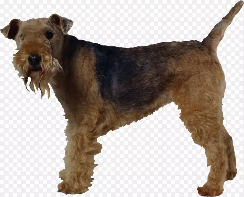 威尔士猎犬，莱克兰猎犬，艾瑞达猎犬，爱尔兰猎犬，微型雪纳瑞犬-超级狗