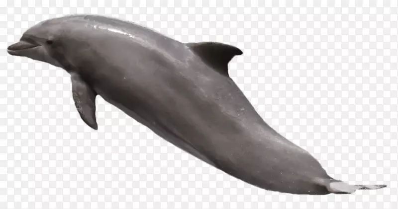 图库西短喙海豚