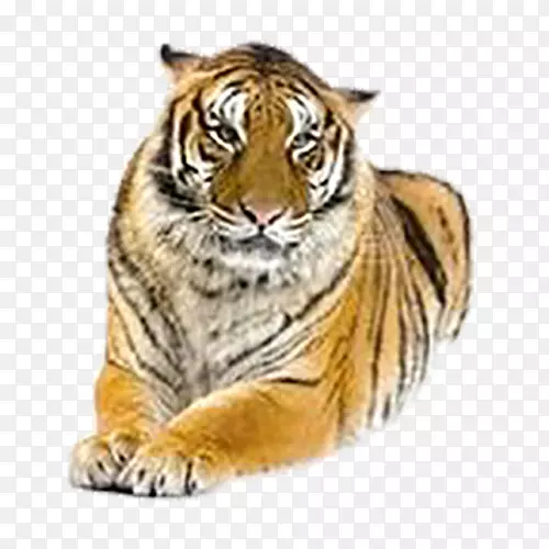 猫狮孟加拉虎西伯利亚虎吼猫