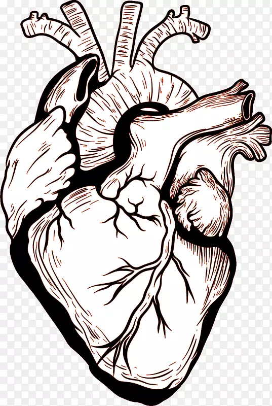 心脏-人体图-心脏