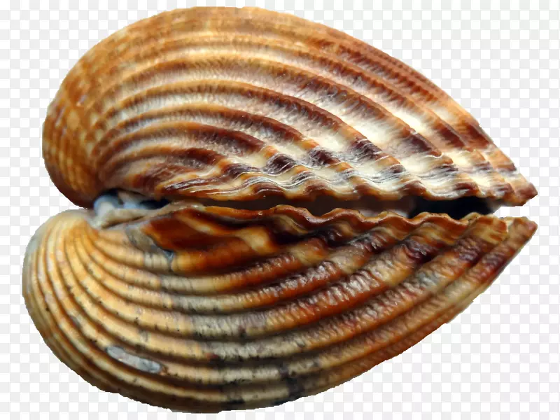 海贻贝-贝壳