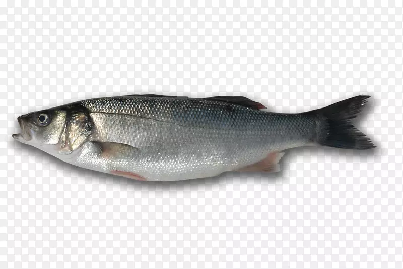 沙丁鱼产品09777三文鱼油性鱼类