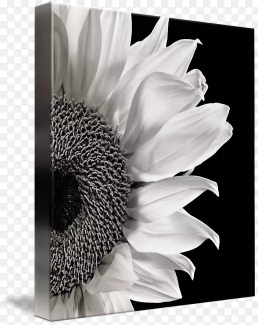 黑白摄影艺术-花