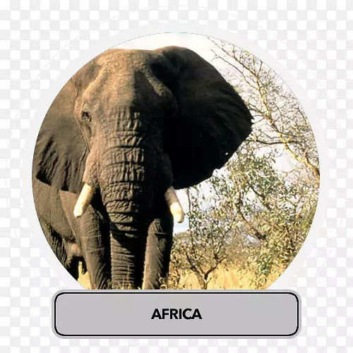 非洲灌木象，狮子，犀牛，大象-非洲旅行