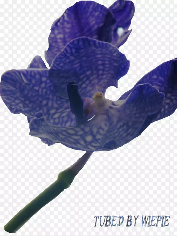 开花植物-紫兰花