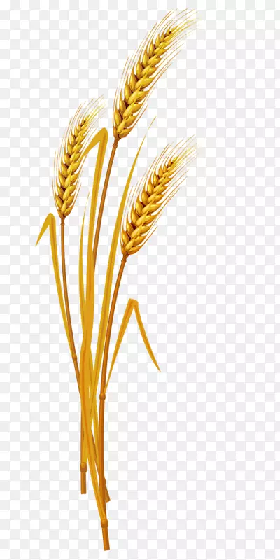 小麦、金米、谷类-米