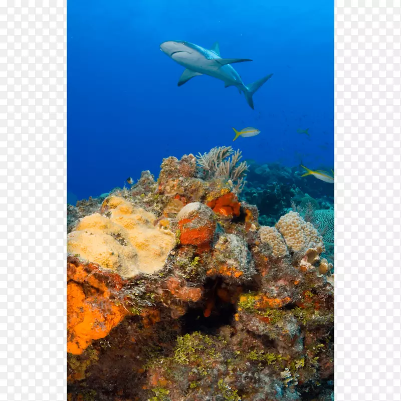 珊瑚礁鱼加勒比礁鲨-鲨鱼