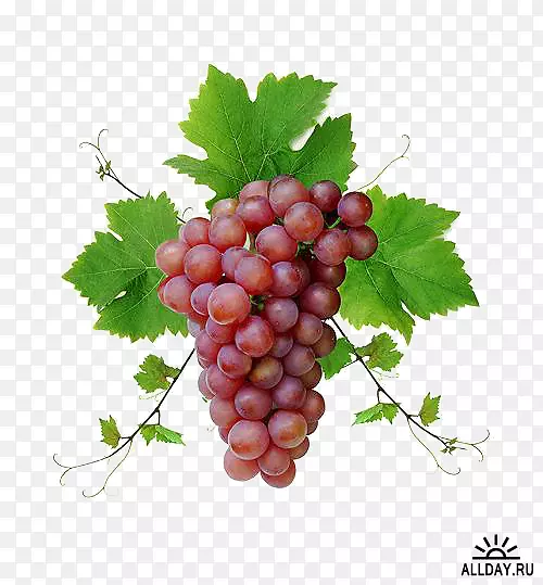 普通葡萄、葡萄酒、食品、水果-葡萄