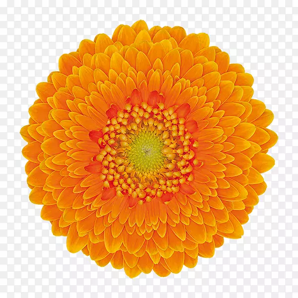特兰士瓦菊花冠齿轮锥齿轮多汁