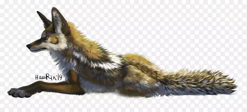 红狐灰狐毛尾狐