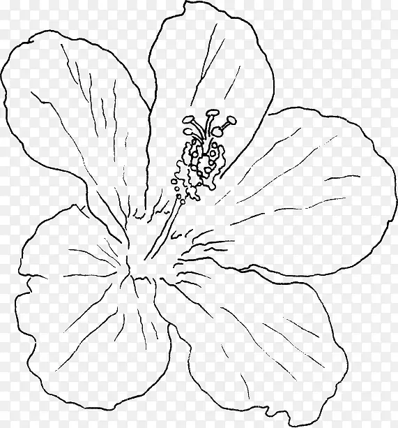 紫杉植物夏威夷木槿沼泽玫瑰花