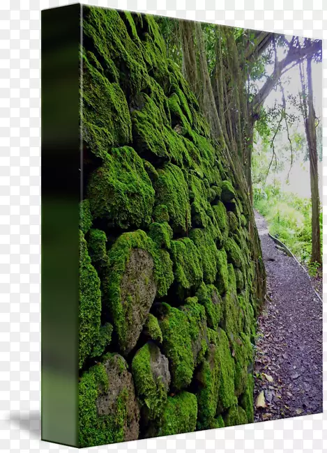 画廊包植物生物群落帆布艺术墙苔藓