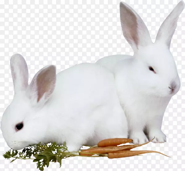 兔子欧洲兔子复活节兔子