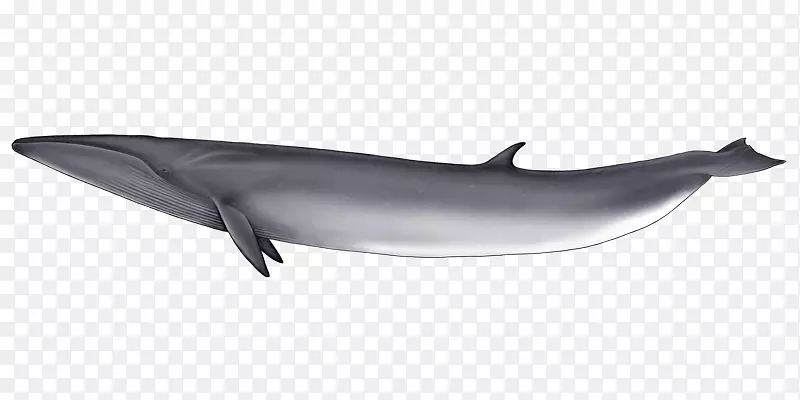 普通宽吻海豚短喙普通海豚图库溪粗齿海豚旋转海豚蓝鲸