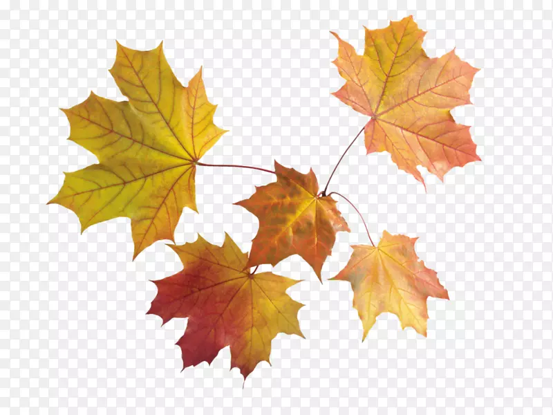 图像文件格式秋叶颜色-秋天