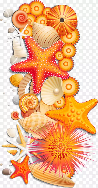 海星橙色海星摄影-海螺