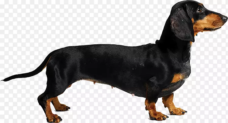 奥地利黑色和棕色猎犬，达克斯犬，黑色和棕褐色猎犬，波兰猎犬，Smaland猎犬-teckel