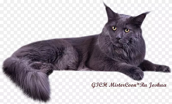 缅因州Nebelung孟买猫亚洲半长毛黑猫猫