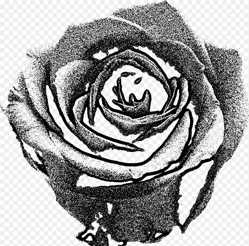 花园玫瑰画黑白玫瑰