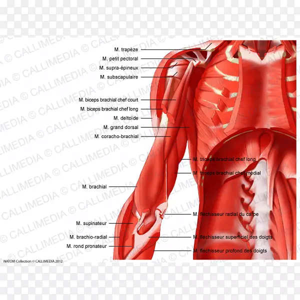 肌肉系统肩部肌肉解剖-手臂