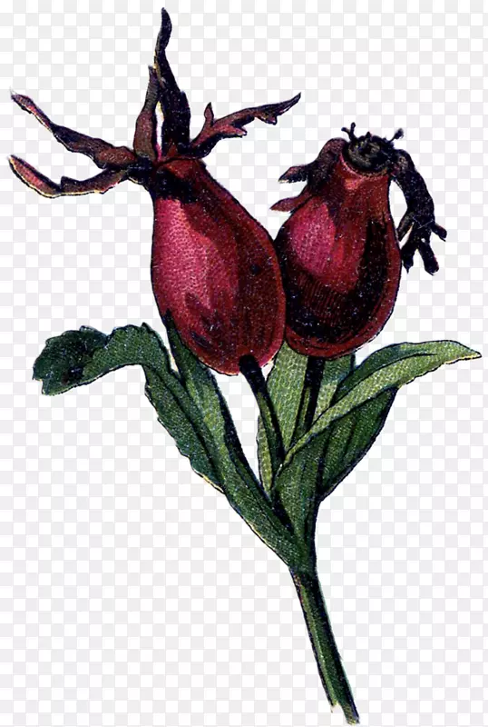 玫瑰狗-玫瑰家族画-植物