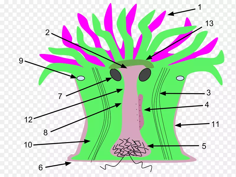 海葵无性系羽状海葵解剖