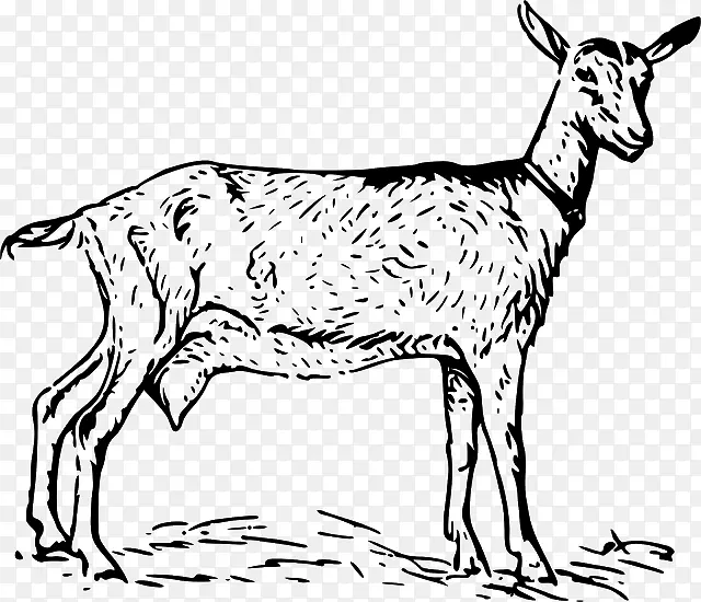 努比亚山羊黑色孟加拉山羊波尔山羊剪贴画-山羊剪贴画