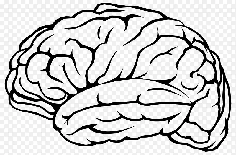 20件关于脑深部刺激的知识-人脑头盖骨夹艺术