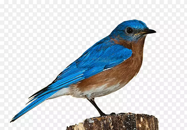 鸟窝麻雀夹艺术-蓝色金刚鹦鹉