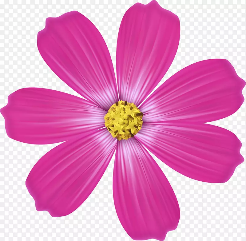 园林宇宙粉红色m一年生草本植物rtv粉红色-背景图