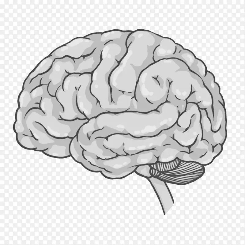 大脑脊髓图-脑图