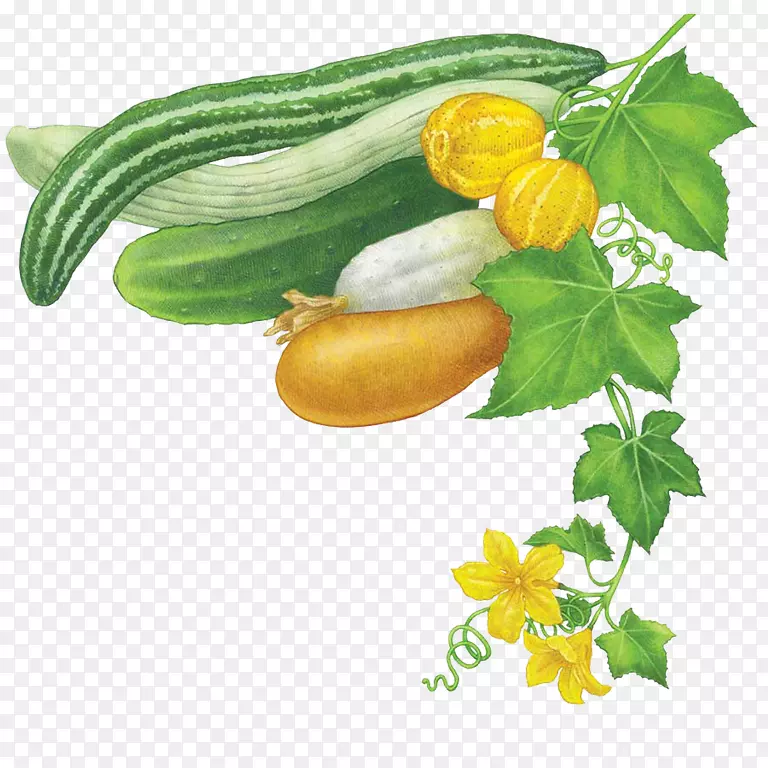 黄瓜蔬菜夏南瓜芥菜植物西葫芦黄瓜