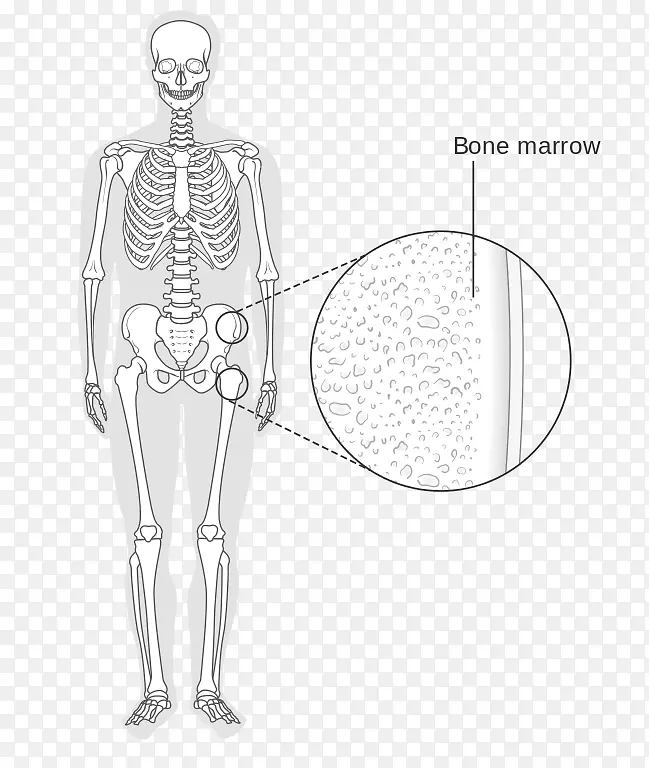 骨髓人类骨骼维基共享-骨髓