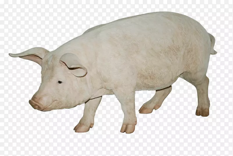 猪图像文件格式-猪