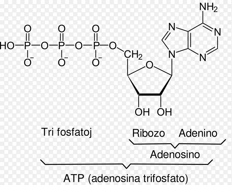 三磷酸腺苷（ATP）结构示意图PNG图片素材下载_图片编号4214656-PNG素材网