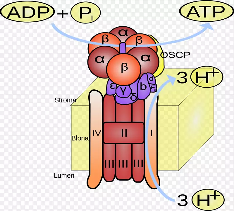 ATP合成酶三磷酸腺苷ADP/ATP转座酶-ATP