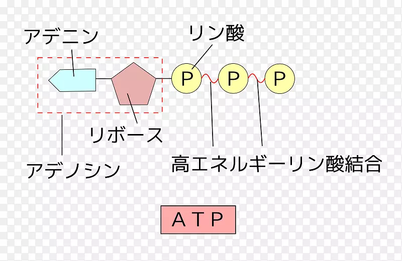 腺苷三磷酸腺苷二磷酸柠檬酸循环能ADP/ATP转座酶能