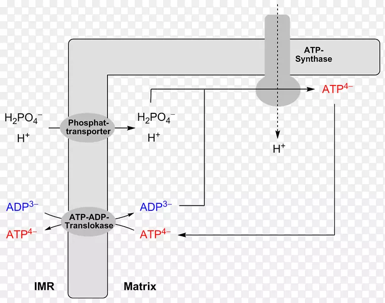 ADP/ATP转座酶二磷酸腺苷三磷酸氧化磷酸化-ATP